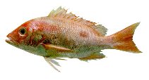 Image of Lutjanus purpureus (Southern red snapper)