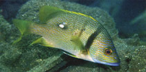 Image of Lutjanus rivulatus (Blubberlip snapper)