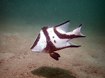 Image of Lutjanus sebae (Emperor red snapper)