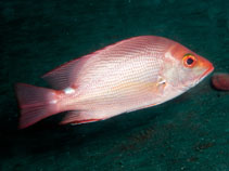 Image of Lutjanus timoriensis (Timor snapper)