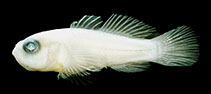 Image of Lubricogobius tunicatus (Tunicate goby)