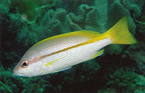 Image of Lutjanus vitta (Brownstripe red snapper)