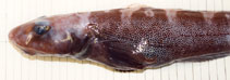 Image of Lycodes mcallisteri (McAllister\