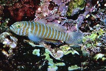 Image of Lythrypnus rhizophora (Spotcheek goby)