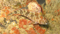 Image of Malacoctenus africanus 