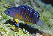 Image of Manonichthys alleni (Sabah dottyback)