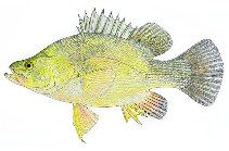 Image of Macquaria ambigua (Golden perch)