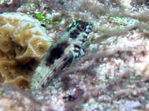 Image of Malacoctenus aurolineatus (Goldline blenny)