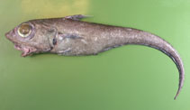 Image of Macrourus berglax (Roughhead grenadier)