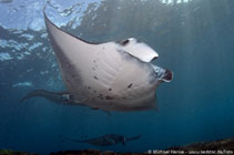 Image of Mobula alfredi (Alfred manta)