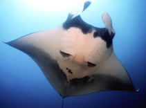 Image of Mobula birostris (Giant manta)