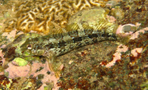 Image of Malacoctenus delalandii (Brazilian blenny)