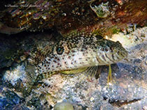 Image of Malacoctenus gilli (Dusky blenny)