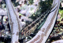 Image of Malacoctenus hubbsi (Redside blenny)