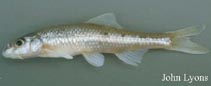 Image of Macrhybopsis hyostoma (Shoal chub)