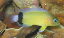 Image of Manonichthys jamali (Jamal\