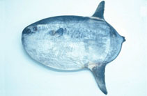 Image of Masturus lanceolatus (Sharptail mola)