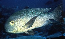 Image of Macolor macularis (Midnight snapper)