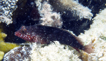 Image of Malacoctenus macropus (Rosy blenny)