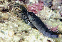 Image of Malacoctenus margaritae (Margarita blenny)