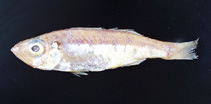 Image of Malakichthys mochizuki (Mochizuki\