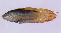 Image of Macropodus ocellatus (Round tail paradisefish)