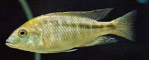 Image of Mylochromis plagiotaenia 