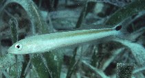 Image of Malacanthus plumieri (Sand tilefish)