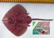 Image of Malacoraja senta (Smooth skate)