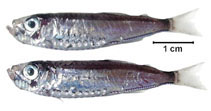 Image of Maurolicus stehmanni 