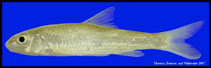 Image of Macrhybopsis storeriana (Silver chub)