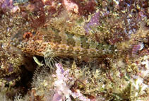 Image of Malacoctenus tetranemus (Throatspotted blenny)