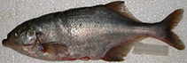 Image of Marcusenius victoriae (Victoria stonebasher)