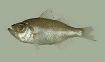 Image of Malakichthys wakiyae 