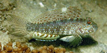 Image of Macrodontogobius wilburi (Largetooth goby)