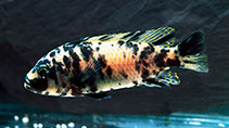 Image of Maylandia zebra (Zebra mbuna)