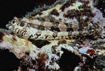 Image of Malacoctenus zonogaster (Belted blenny)