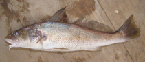 Image of Menticirrhus americanus (Southern kingcroaker)