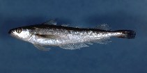 Image of Merluccius bilinearis (Silver hake)