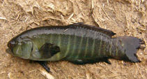 Image of Titanolebias cheradophilus 