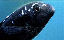 Image of Pseudotropheus johannii (Bluegray mbuna)