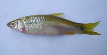 Image of Megarasbora elanga (Bengala barb)