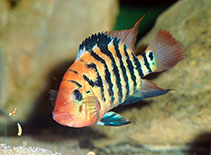 Image of Mesoheros festae (Guayas cichlid)