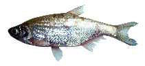 Image of Metzia lineata 