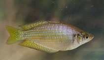 Image of Melanotaenia splendida (Eastern rainbowfish)