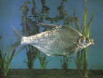 Image of Megalobrama terminalis (Black Amur bream)