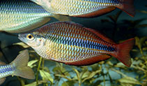 Image of Melanotaenia trifasciata (Banded rainbowfish)