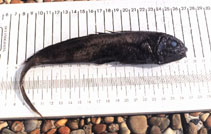 Image of Melanonus zugmayeri (Arrowtail)