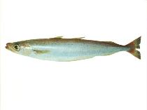 Image of Micromesistius australis (Southern blue whiting)