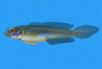 Image of Microgobius crocatus 